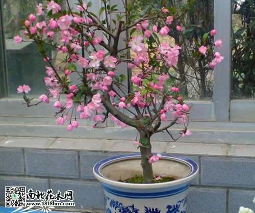 垂丝海棠图片赏析