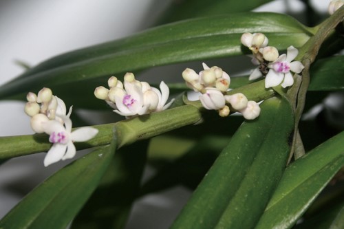 短穗毛舌兰是一种什么花卉植物？短穗毛舌兰图片及简介