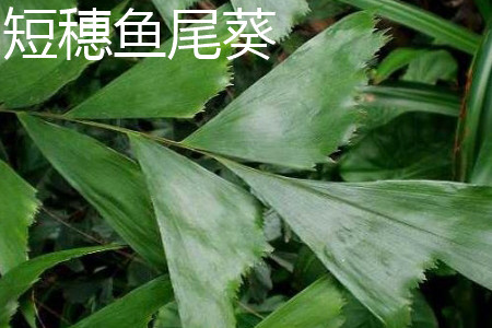 短穗鱼尾葵和鱼尾葵的区别