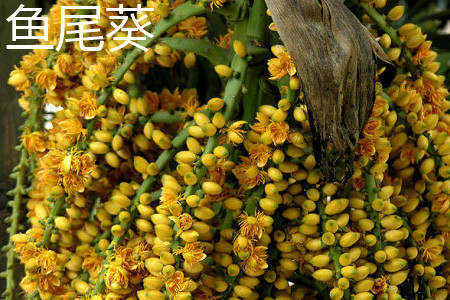 短穗鱼尾葵和鱼尾葵的区别
