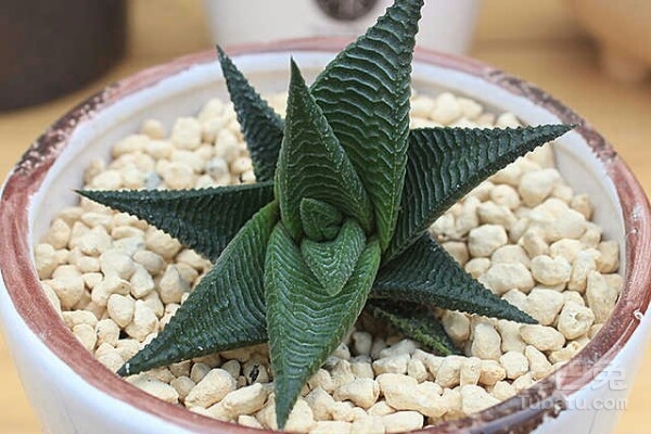 龙爪图片  龙爪的作用及食用功效