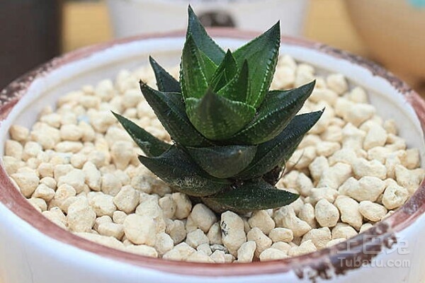龙爪图片  龙爪的作用及食用功效