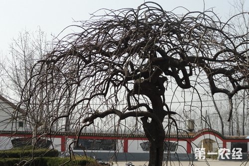 龙爪槐怎么嫁接？龙爪槐嫁接技术