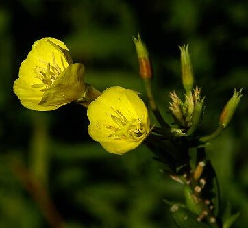 月见草花语