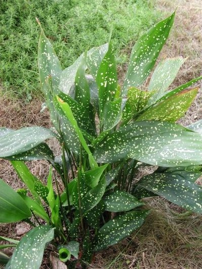 蜘蛛抱蛋主要病虫害的防治