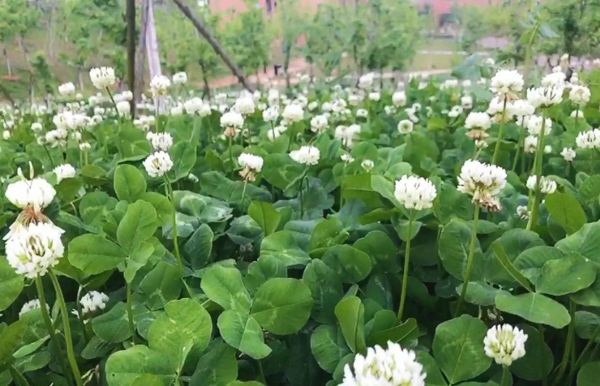 三叶草的花语是什么？三叶草的寓意和象征