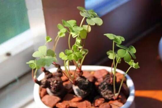 三叶草的功效与作用，叶片翠绿观赏性强/药用可解毒消肿