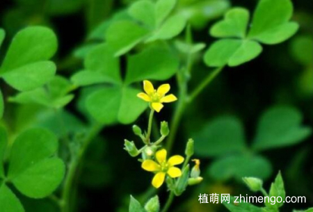三叶草有毒吗？三叶草可以放在室内吗？
