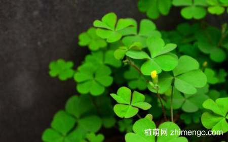 三叶草有毒吗？三叶草可以放在室内吗？