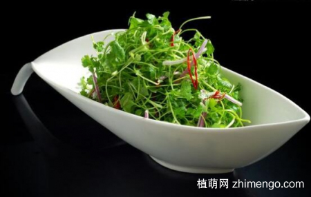 三叶草有毒吗？三叶草可以放在室内吗？