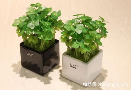 三叶草有毒吗？三叶草可以放在室内吗？
