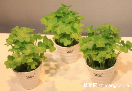 三叶草有毒吗？三叶草可以放在室内吗？