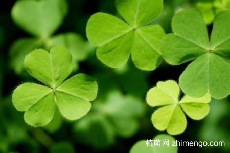 三叶草有毒吗？三叶草可以放在室内吗？