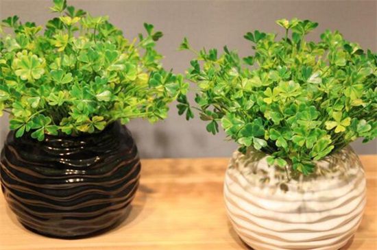 4个步骤种植茂盛的三叶草