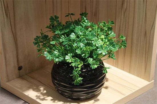 4个步骤种植茂盛的三叶草