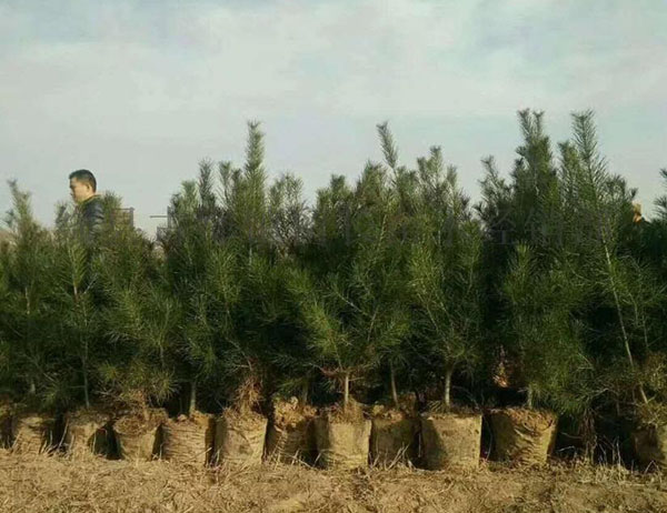 白皮松是什么植物？白皮松是常绿还是落叶乔木