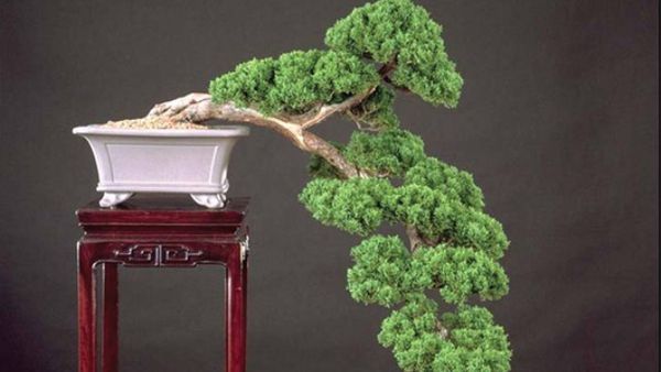 落叶松盆景室内怎么养