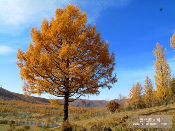 落叶松常见病虫害的防治