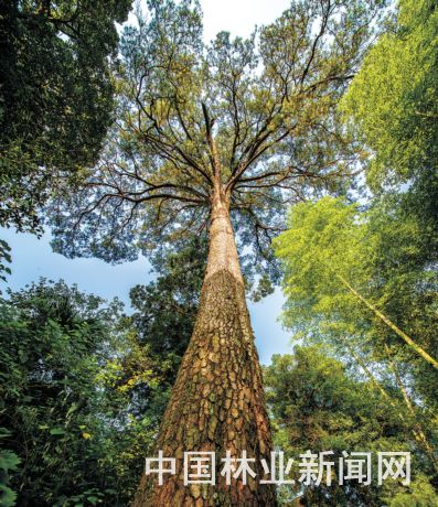 马尾黄山兄弟松
