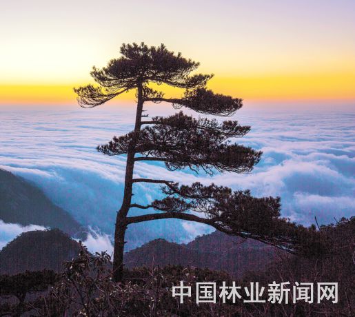 马尾黄山兄弟松