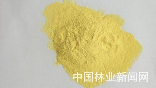 马尾黄山兄弟松