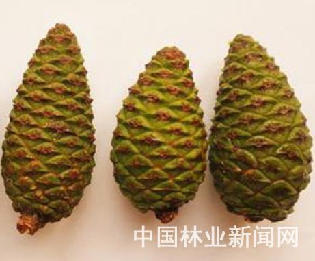 马尾黄山兄弟松