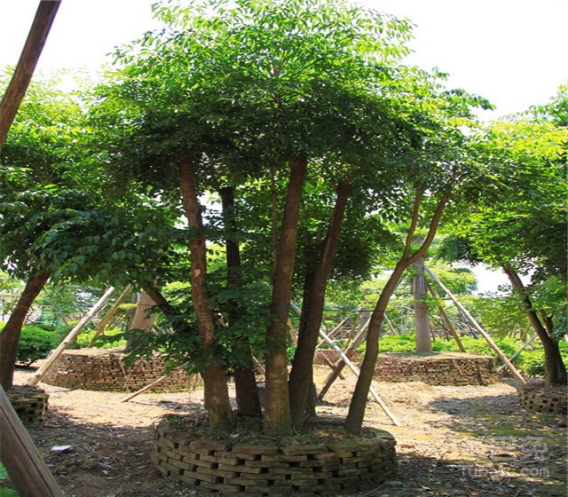 幌伞枫价格与树种介绍