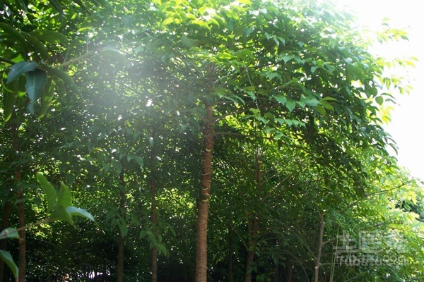 幌伞枫移植的基本条件和注意事项