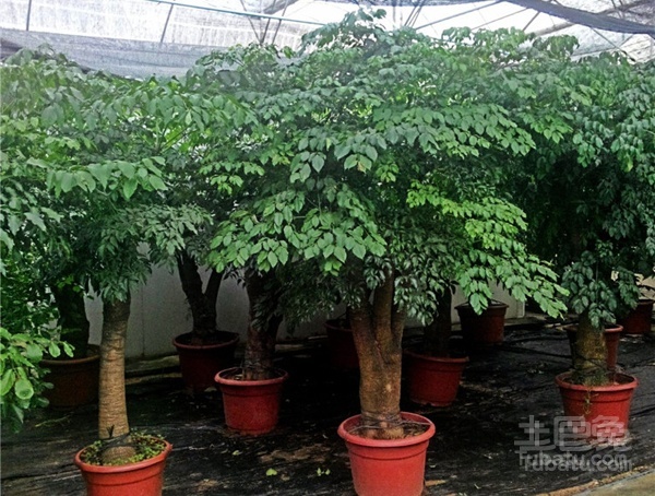 幌伞枫移植的基本条件和注意事项