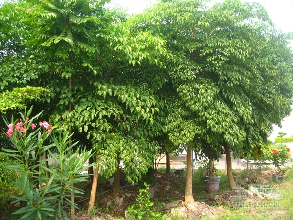 幌伞枫移植的基本条件和注意事项