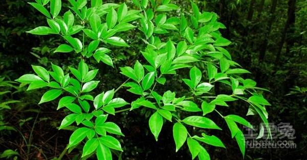 幌伞枫移植的基本条件和注意事项