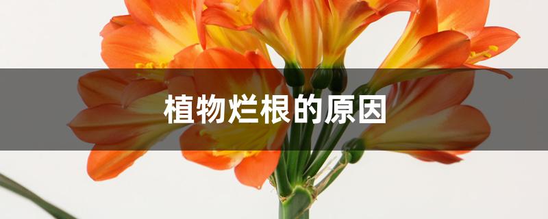 植物烂根的原因
