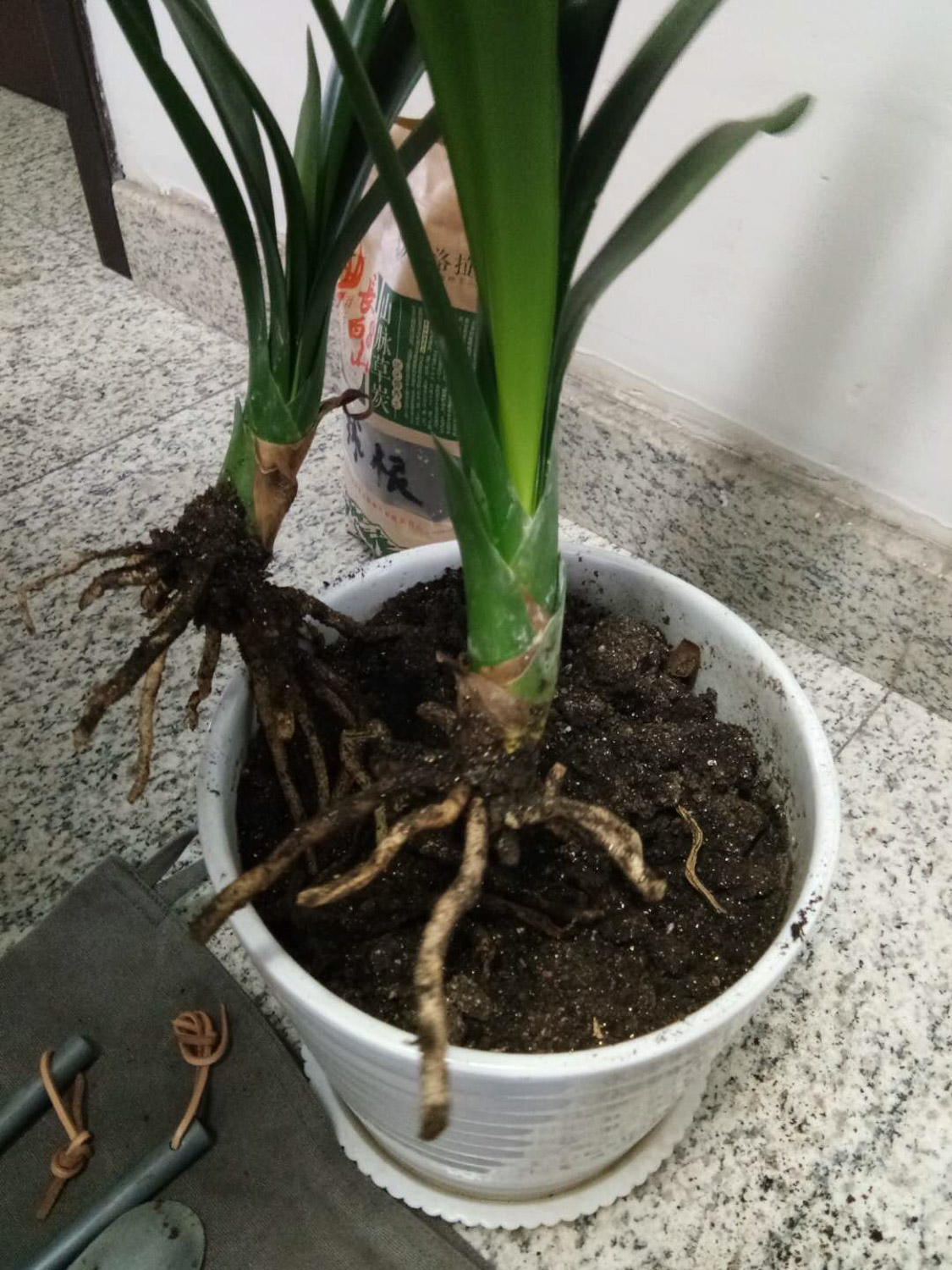 植物烂根的原因
