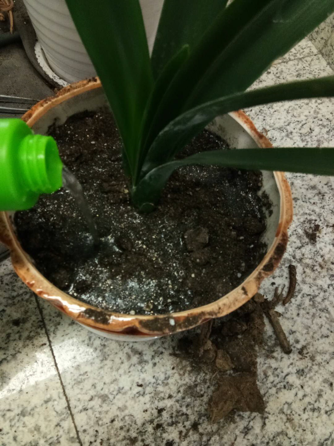 植物烂根的原因