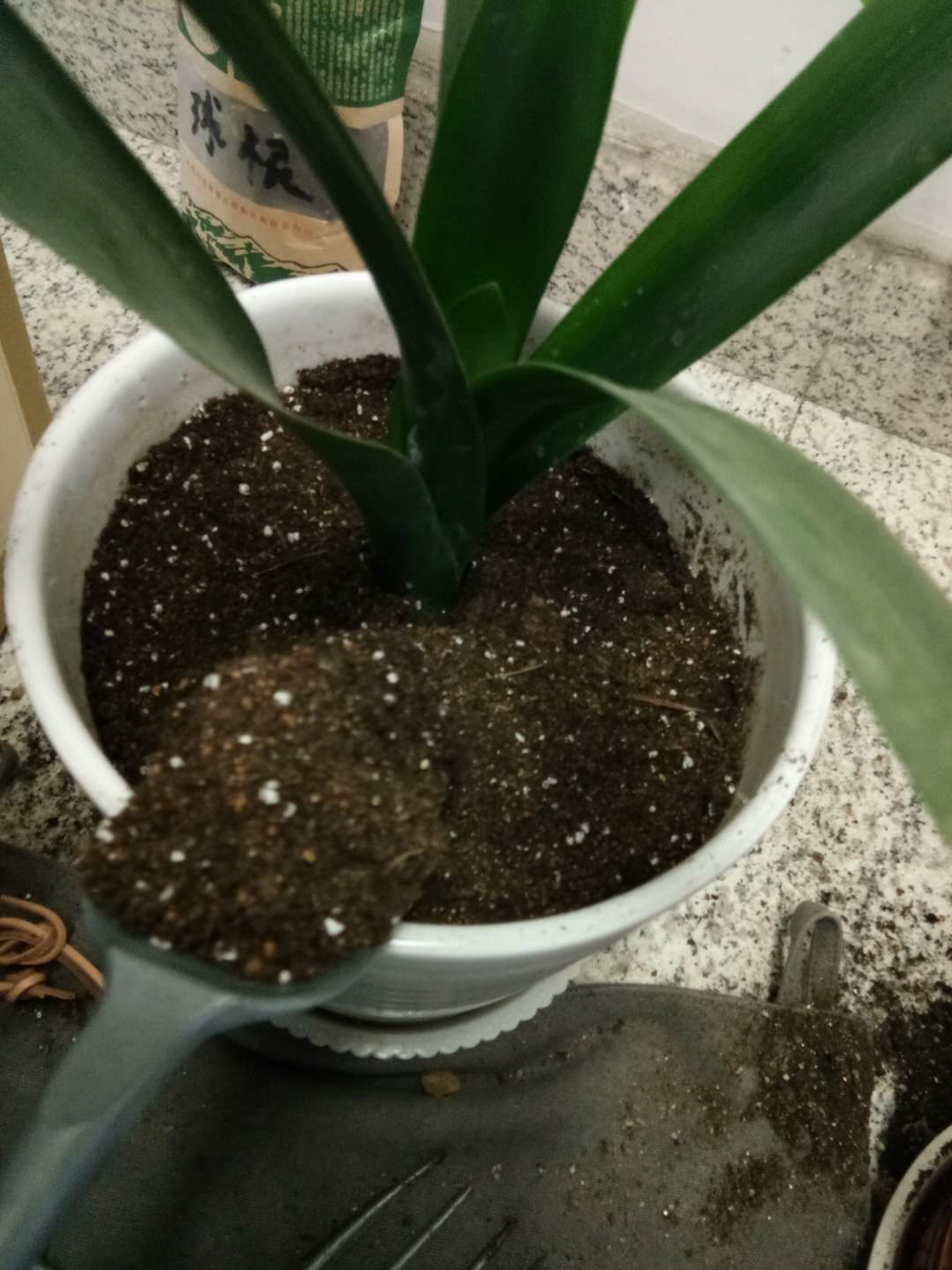 植物烂根的原因