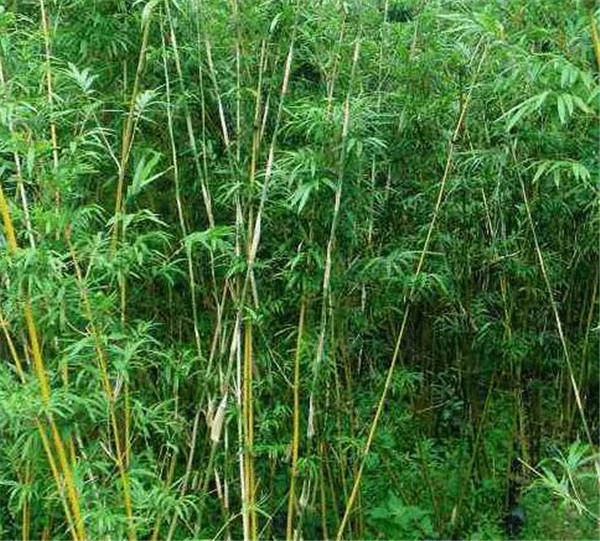 孝顺竹叶子发黄原因 孝顺竹的养殖方法