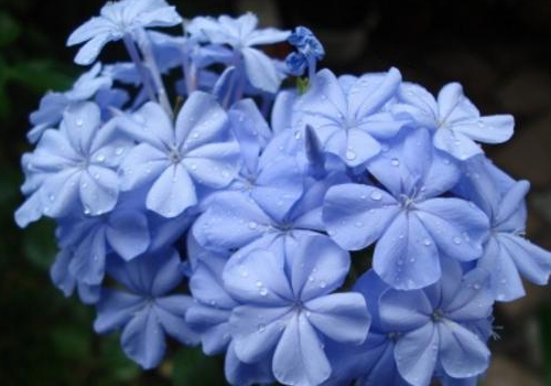 蓝花丹怎么养     怎么进行授粉