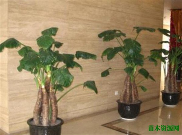 霸王芋怎么繁殖 霸王芋叶子发黄怎么办