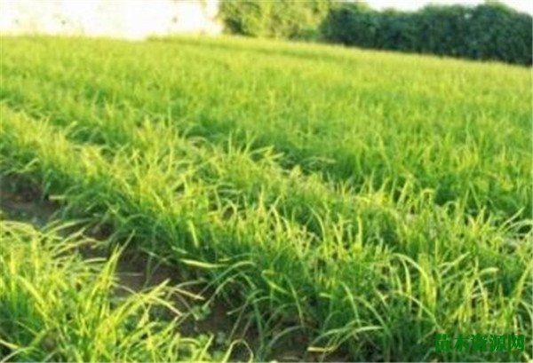割韭菜一般是几月份 韭菜疫病如何防控