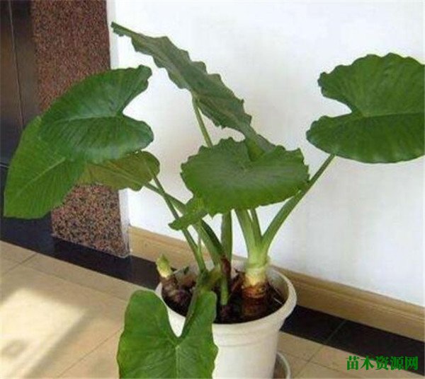 霸王芋怎么繁殖 霸王芋叶子发黄怎么办
