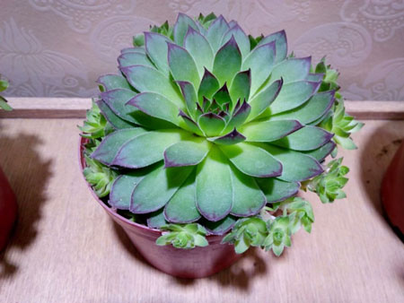 多肉植物观音莲图片及形态特征介绍