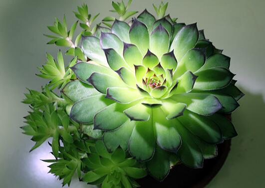 观音莲什么时候开花，观音莲开花图片/7月开花/花期7-10月