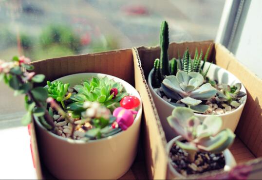 观音莲什么时候开花，观音莲开花图片/7月开花/花期7-10月