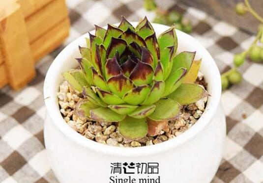 观音莲什么时候开花，观音莲开花图片/7月开花/花期7-10月