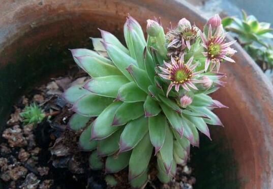 观音莲什么时候开花，观音莲开花图片/7月开花/花期7-10月