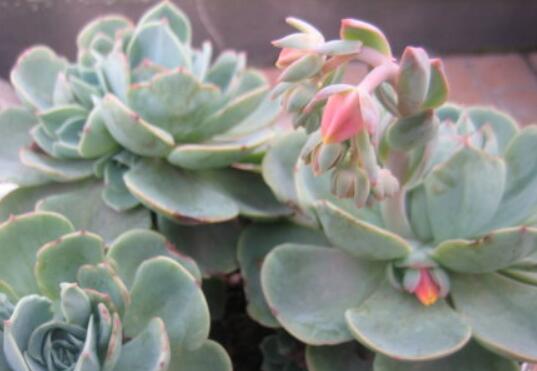 观音莲什么时候开花，观音莲开花图片/7月开花/花期7-10月