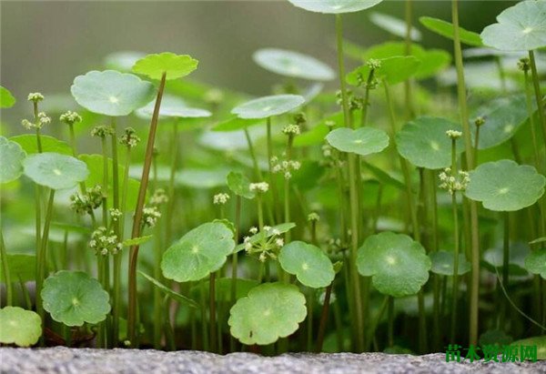 铜钱草水培叶子发黄图片和防治措施 破铜钱草怎么养