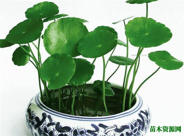 铜钱草水培叶子发黄图片和防治措施 破铜钱草怎么养