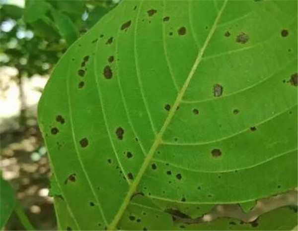 植物黑斑病变是怎么引起的 黑斑病怎么才治愈