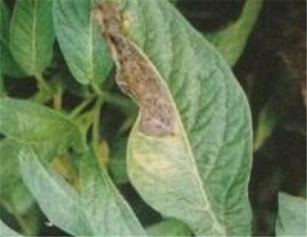 植物黑斑病变是怎么引起的 黑斑病怎么才治愈